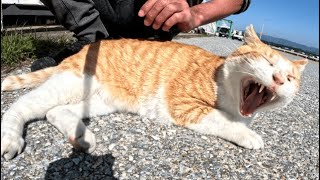 フェリーに向かう途中で出逢った可愛い野良猫をナデナデ