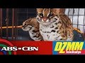 2 Visayan leopard cats, dinala sa Mariit Conservation Park | DZMM