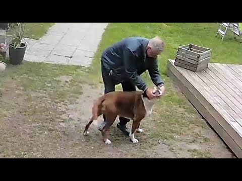 My Boxers Morning Routines: Face Squished! π - YouTube