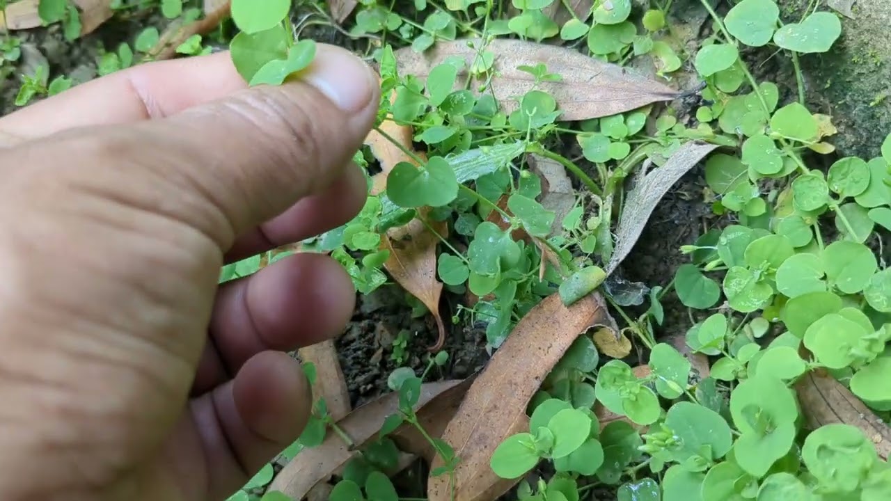 Sinus damdawi (mizo ramhmul damdawi) keimah ngeiin ka chhin a, ka dam pui ani.