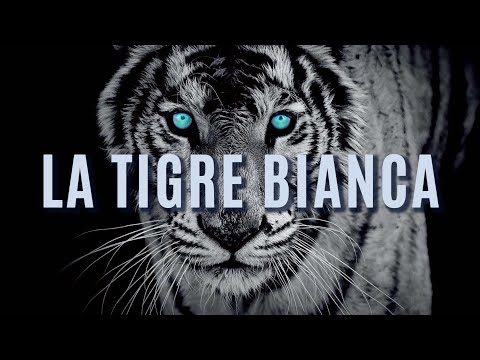 Video: Tigre bianca del Bengala, incredibile e bellissima