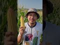 we are developing a hybrid corn for the Filipino people
