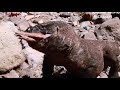 Brutal,!! Komodo pounce on piglets in dry river