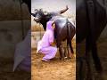 Funny Buffalo Vlogs Cows Vlogs Video Buffalo Vlogs Funny Action Scenes Cow Buffalo Funny 2025