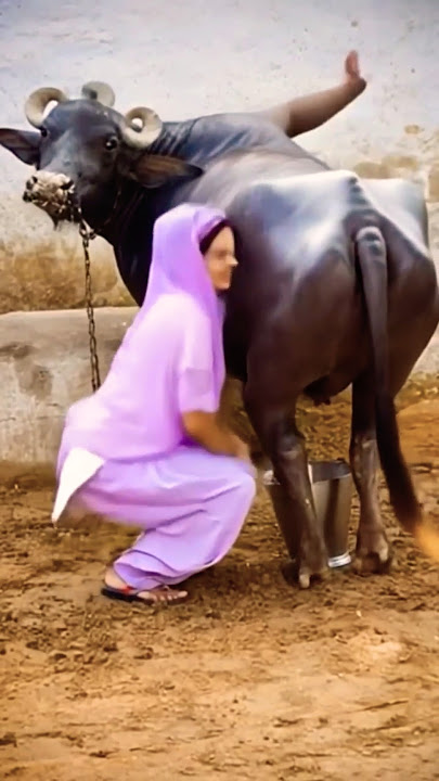 funny buffalo vlogs, cows vlogs video, buffalo vlogs, funny action scenes #cow #buffalo #funny#2025