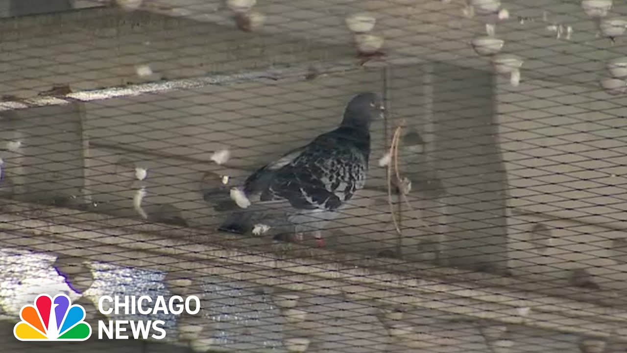 Pigeon problem plagues Irving Park Blue Line stop YouTube