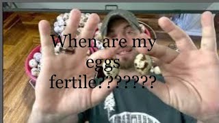 When to start incubating your own eggs!!!!