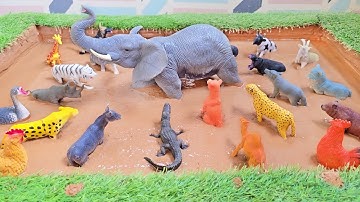 Meegezogen! De dramatische strijd om olifanten te bevrijden uit safari- en dierentuinen!