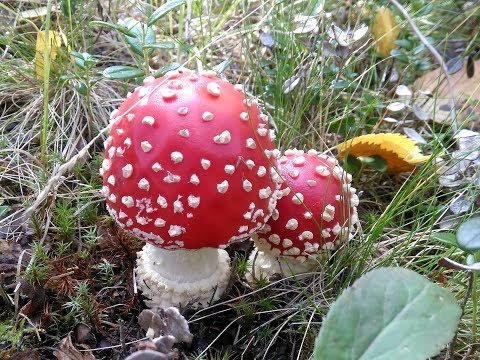 28. На Ямале. Грибы и ягоды на Крайнем Севере. Черника, голубика, брусника и морошка на болоте))