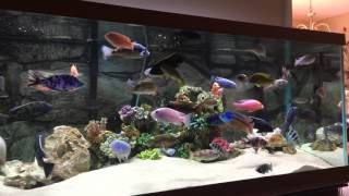 75 gallon cichlid tank update 3/20/2016 Feeding northfin fish food.
