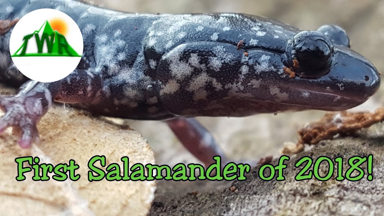 Early Spring Exploring: Slimy Salamander Hunting!
