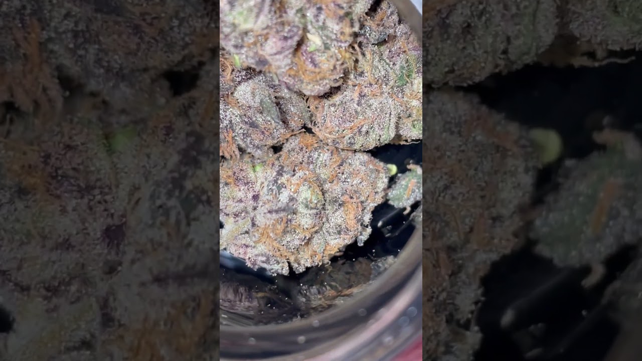 PURPLE MILK BAG SEED BY MR.PISTIL 