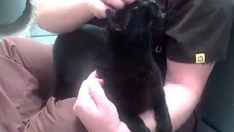 Watch the video about ADOPTED * Oriental Shorthair cat Marlene * Bideawee, Manhattan