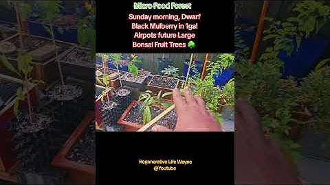 Sunday Sunrise, Dwarf Black Mulberry Treelings potted in 1gal airpots to become bigger Bonsai Trees 
