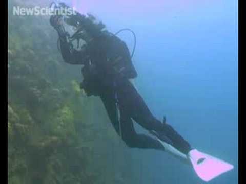 health insurance Oil bubbles point to eco disaster in paradise