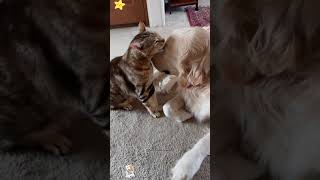 Team Cat 🐱 VS Team Dog 🐶 Who wins 😂#cats #dogs #catvsdog #funnyanimals #pets #catlover #doglover