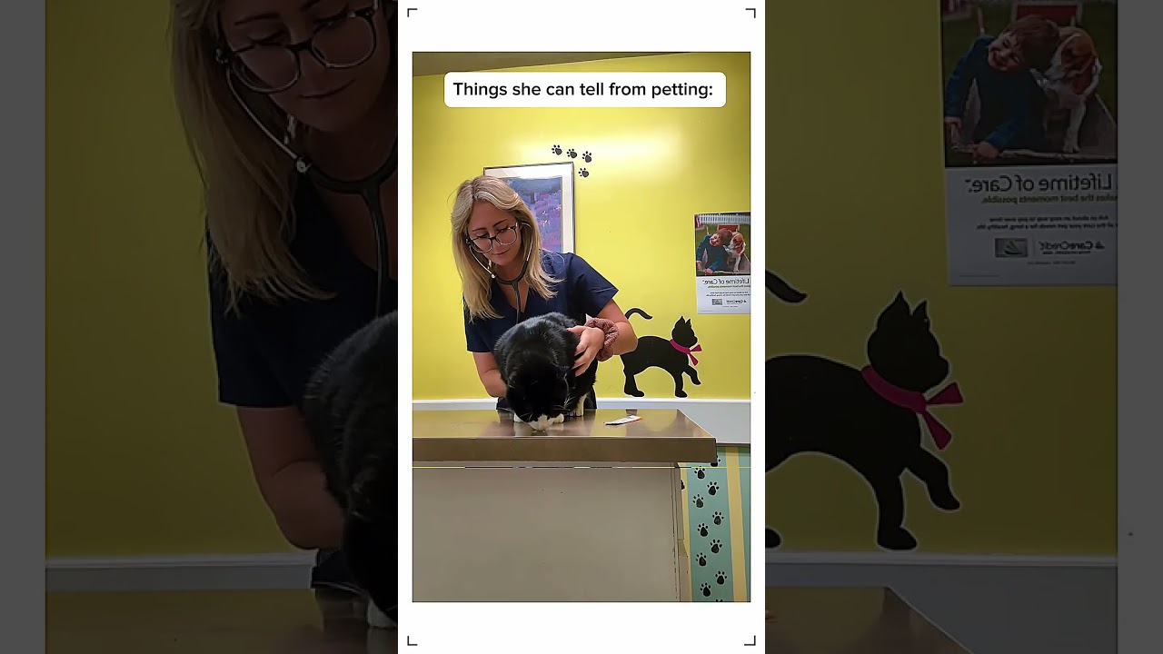 What Vets ACTUALLY Look For During Cat Checkups! 👀