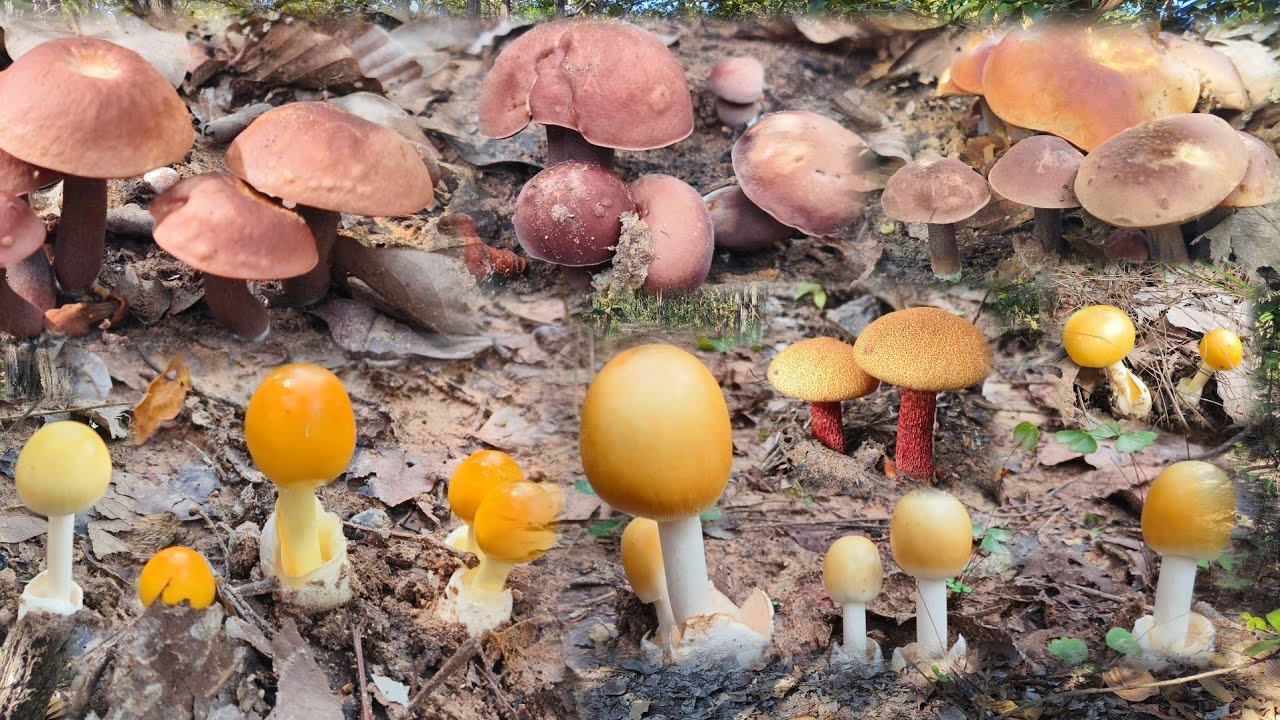 เก็บอย่างม่วนแหมแล้ว เห็ดผึ้งข้าวก่ำเห็ดระโงก ออกเป็นกอๆ 20 พ. ย 2568