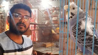 Hogoromo Budgies Breeding Information||Jp Budgies Palne Ki Jankari @Petsempire76 Resimi