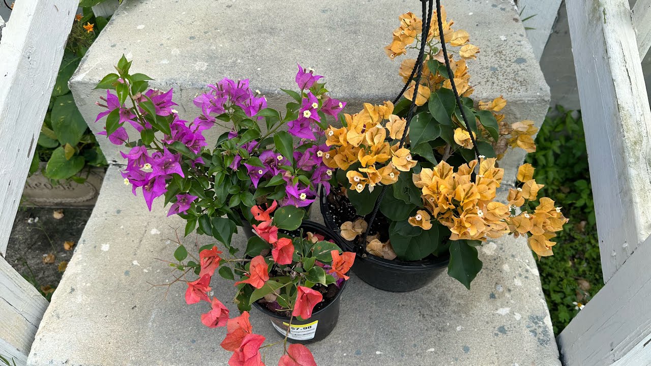 الجهنميه نبته جميله تتحمل الظروف المناخية الصعبه خمسة ألوان زاهية مع طريقة الإكثار والعناية 