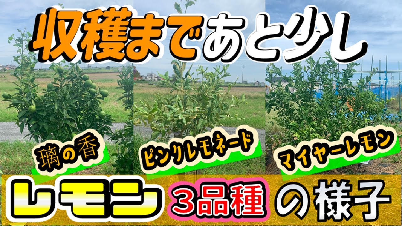 【レモン栽培】20240928　収穫まであと少し　レモン　３品種の様子【璃の香】【マイヤーレモン】【ピンクレモネード】