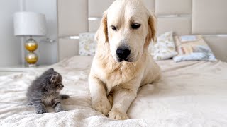 Golden Retriever and New Tiny Kitten First Steps to Become Friends!