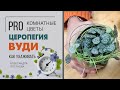 Церопегия вуди | Секреты ухода