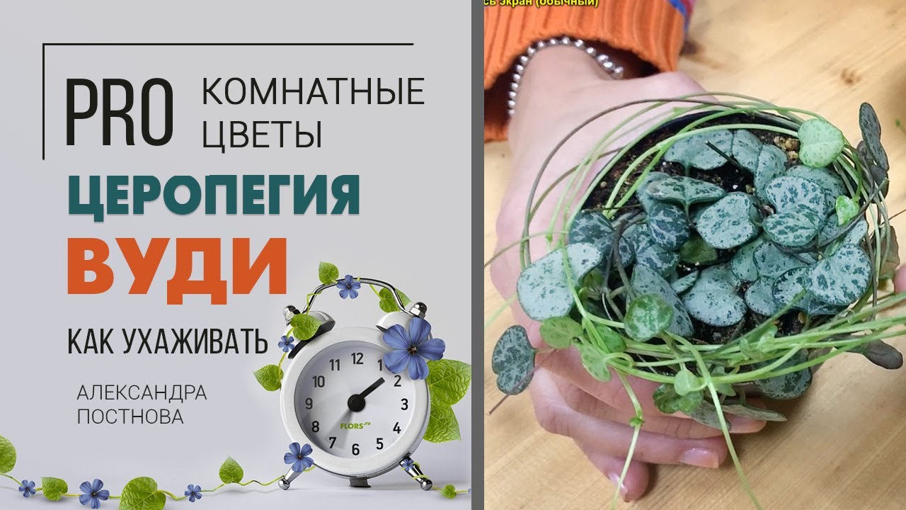 Церопегия вуди - неприхотливое и необычное ампельное комнатное растение | Секреты ухода