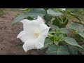 Datura ... una planta toxica / Chamico / Toloache / Estramonio / Matatopos