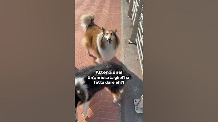 I MIEI CANI INCONTRANO UN HUSKY