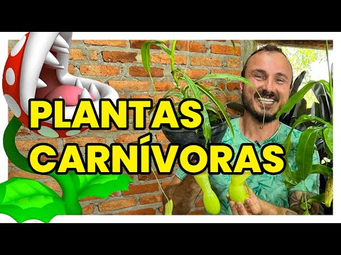 Vídeo: Jardim Carnívoro ao Ar Livre: Dicas para criar um jardim de plantas carnívoras