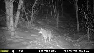 Coywolf Dec 27 2018