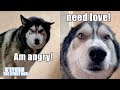 Coming Home To My Husky 5 Times! Different Reactions!