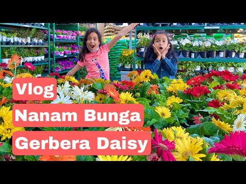 Video: Panduan Penanaman Daisy Gerbera: Menanam Bunga Daisy Gerbera