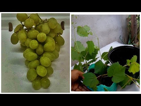 Video: Información falsa de Jaboticaba: aprenda a cultivar y recolectar frutas de uva azul