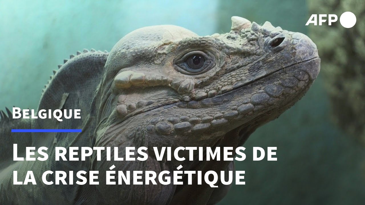Belgique: des reptiles abandonnés à cause du prix de l'énergie | AFP