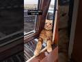The Cats need help 🐈🥰#cats #funny #fyp #animals #pets