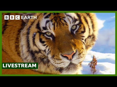 Wild China - YouTube