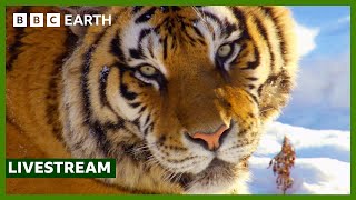 🔴 LIVE: FULL EPISODE: The World Beyond The Great Wall | Wild China | BBC Earth