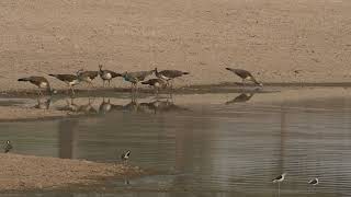 Birds at Waterhole, Thirsty Birds Find a Waterhole रेगिस्तानी क्षेत्र में प्यासे मोरों को मिला पानी.