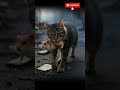Earthquake happens and cat saves hamster. #cat #cutecat