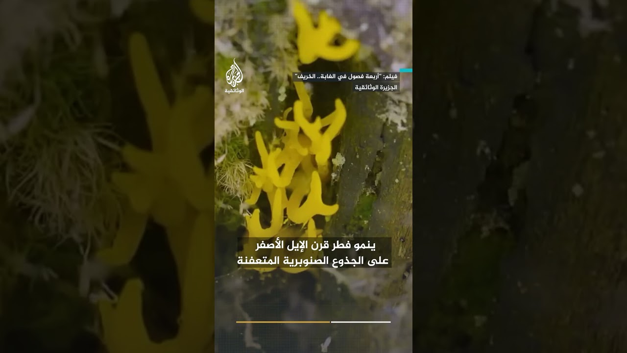 فطريات الخريف.. كيف تنقد الغابة من أوراق الأشجار المتساقطة؟