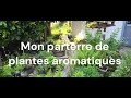 Mon parterre de plantes aromatiques