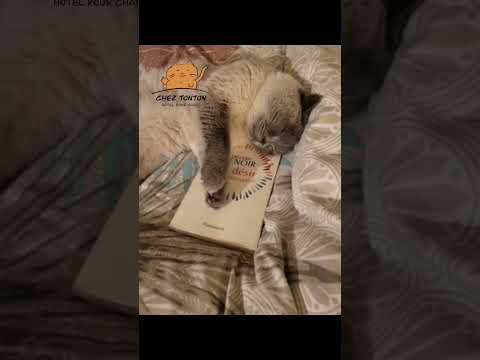 Mascottes en folie 😸