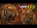 تزاوج النمور صراخ وألم وغريزة عنيفة أسرار لا ت صدق عن تزاوج النمر 