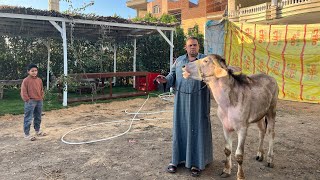 كرم ام سلطان بنت السعودية 🇸🇦 لأهل بلدي يوم وقفه عرفات 🕋فرحتنا بتوزيع العجول على البلد 🎉