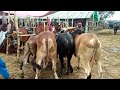 ঈদের পর গাবতলী হাটের বেচা কেনার চিত্র দেখুন! গাবতলী গরুর হাট 2024