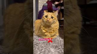 Кошачьи годы ➡️ Человеческие годы #facts #cats