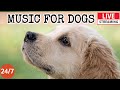 Live dog musiccalming music for dog deep sleepseparation anxiety music for dog relaxation 7