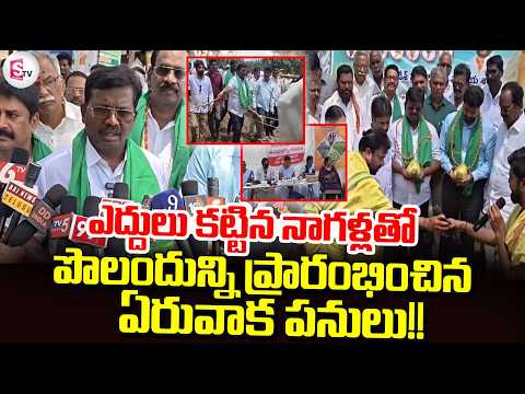 ఎద్దులు కట్టిన నాగళ్లతో పొలందున్ని ప్రారంభించిన ఏరువాక పనులు | MLA Aithabathula Anand Rao
